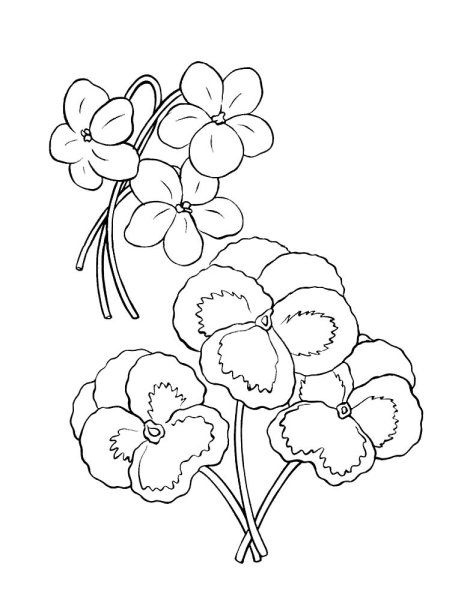 Анютины глазки раскраска