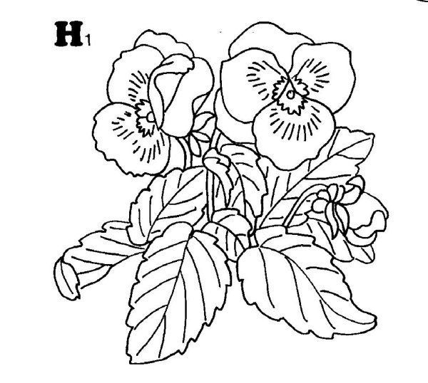 Анютины глазки