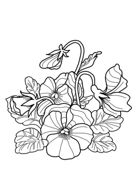 Фиалка raskraska