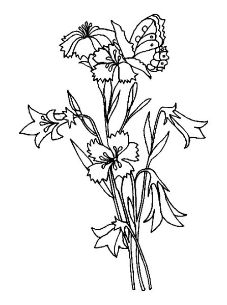 Полевые цветы раскраска