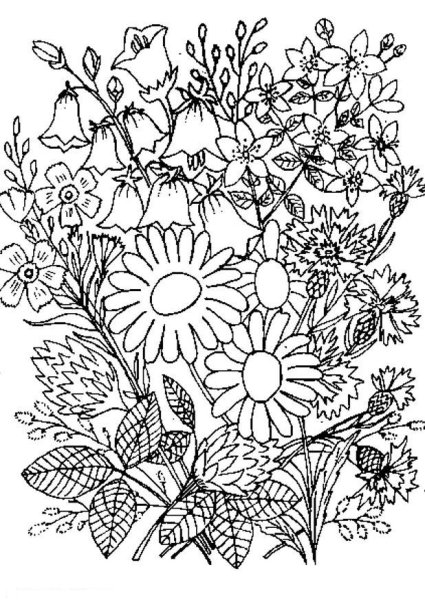 Букет полевых цветов раскраска