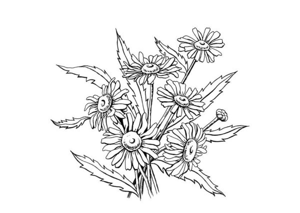 Раскраска цветок Ромашка