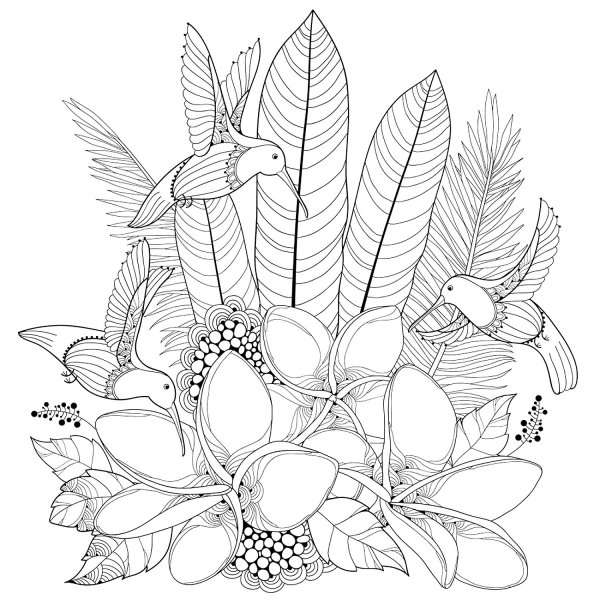 Тропические растения раскраска