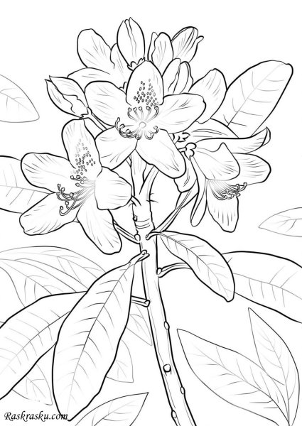 Рододендрон Шлиппенбаха рисунок