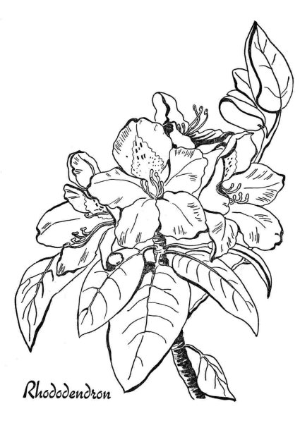 Рододендрон Даурский багульник карандаш