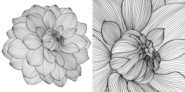 Крупные цветы карандашом