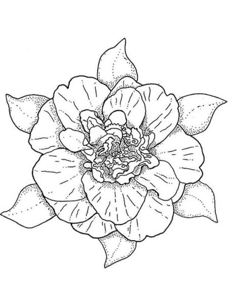 Контур цветов для раскрашивания