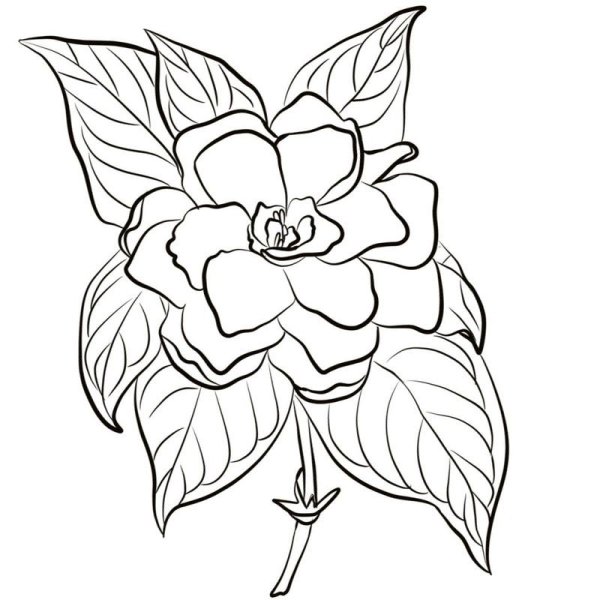 Аленький цветочек раскраска