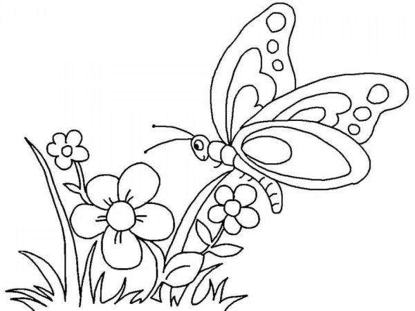 Бабочка раскраска для детей