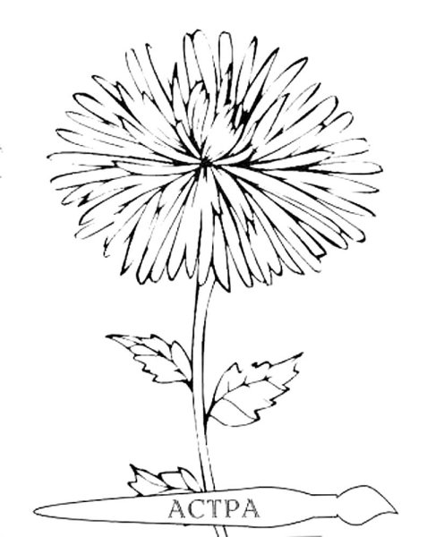 Астра цветок нарисовать