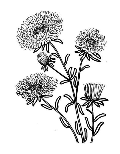 Хризантемы, бархатцы, астры