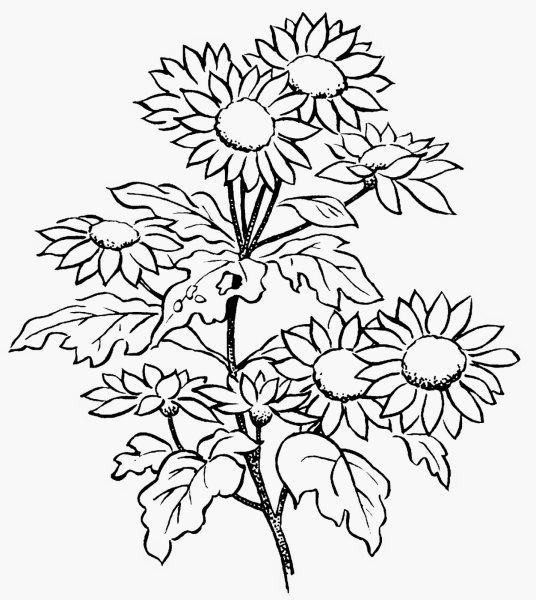 Раскраска осенних цветов