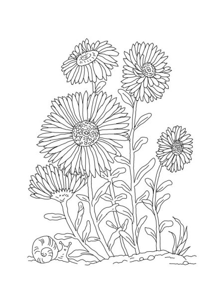 Хризантема Астра бархатцы чб