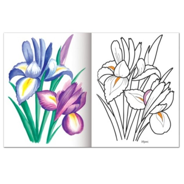 Цветы раскраска цветная