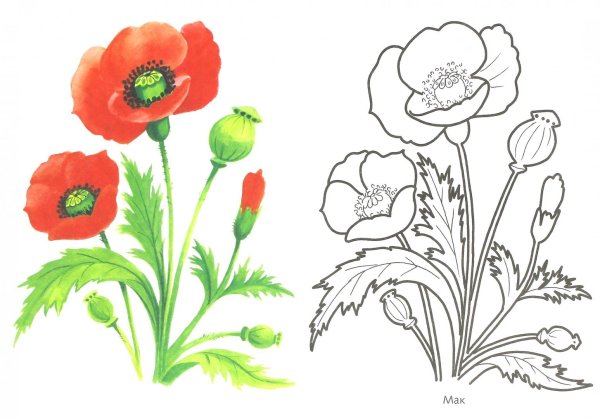 Рисование для детей маки