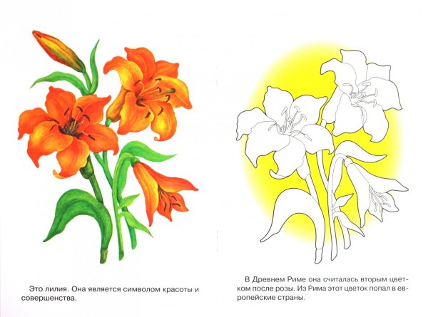 Раскраска цветы с образцом