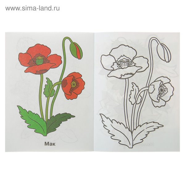 Цветная раскраска цветов