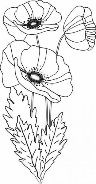 Маки раскраска