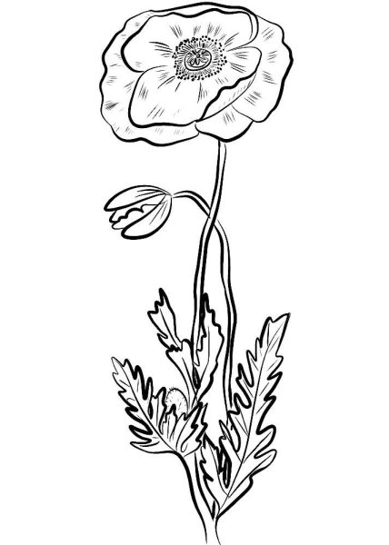 Раскраска маки цветы