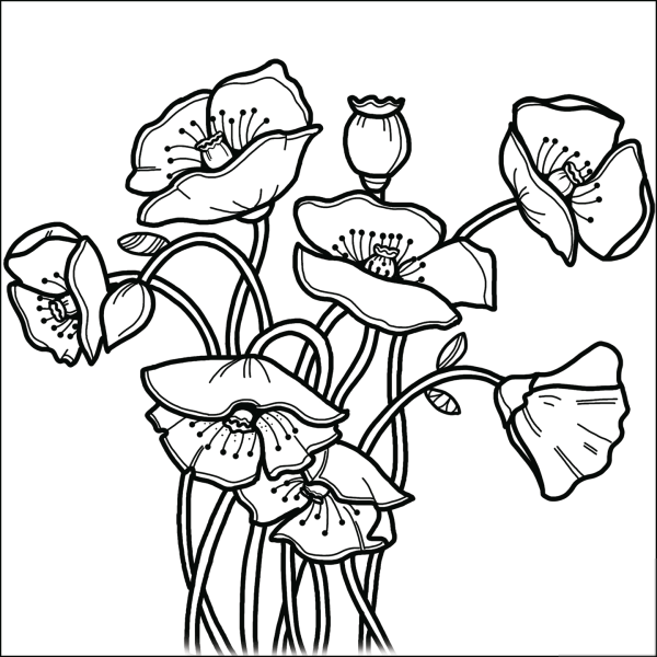 Букет маки раскраска