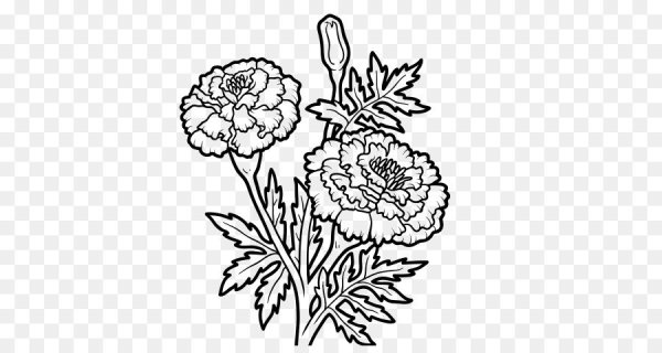 Бархатцы карандашом