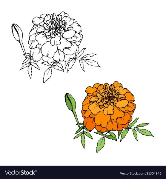 Календула бархатцы для детей