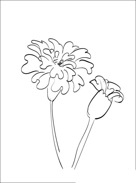 Бархатцы разукрашка