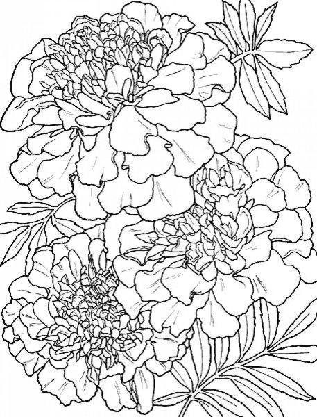 Бархатцы разукрашка