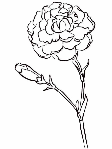Гвоздика раскраска для детей