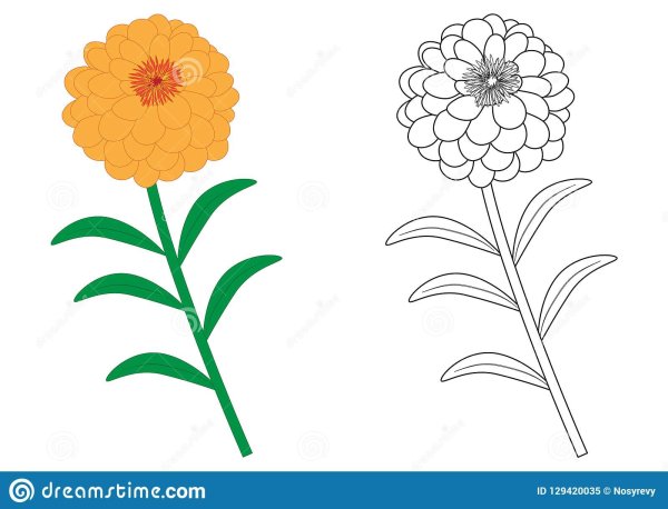 Цинния раскраска