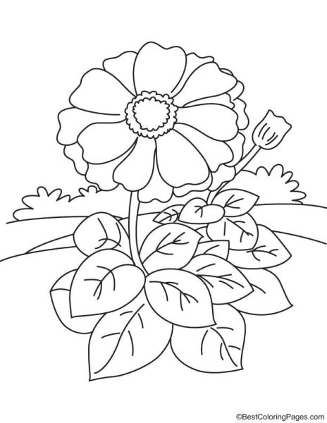 Раскраска цветы бархатцы для детей