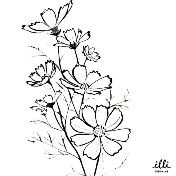 Космея раскраска