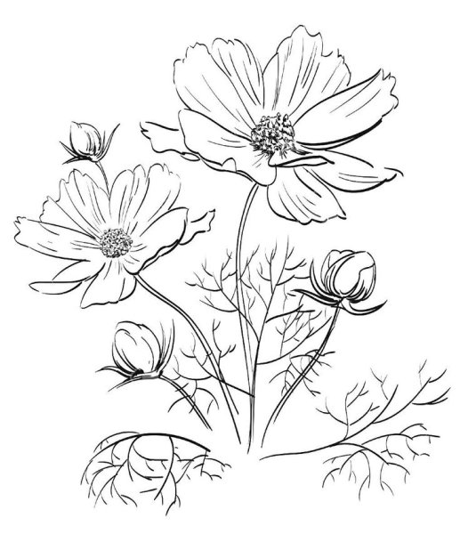 Космея раскраска