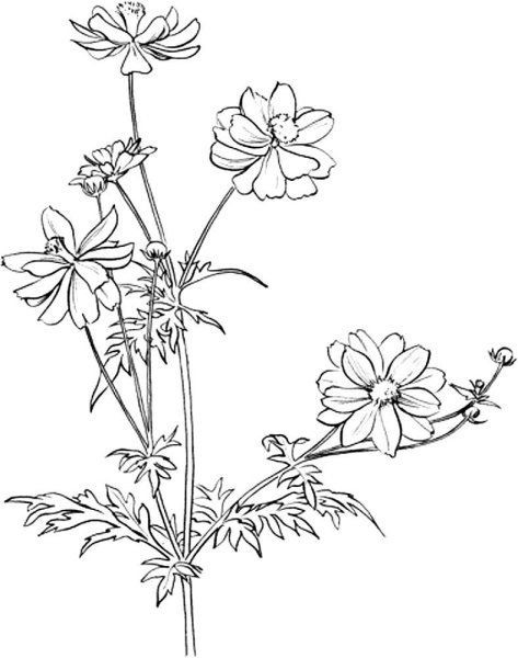 Космея цветок