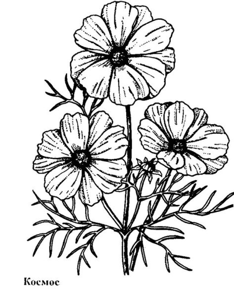 Гладиолус, петуния, космея