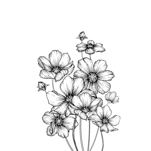 Раскраски цветов космея