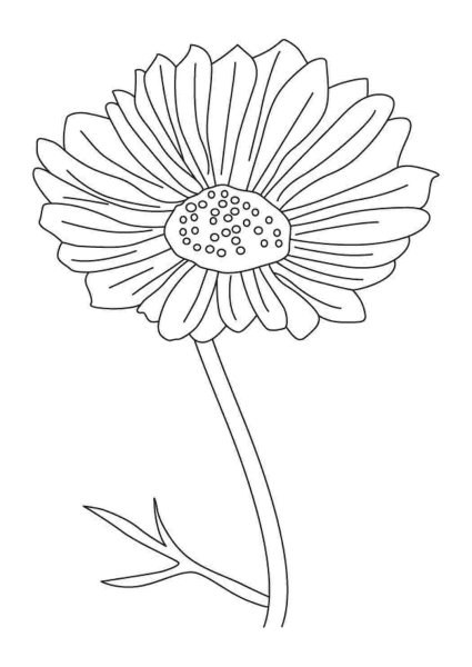 Космея для раскрашивания