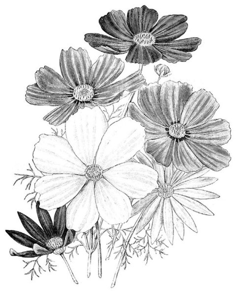 Космея цветок раскраска