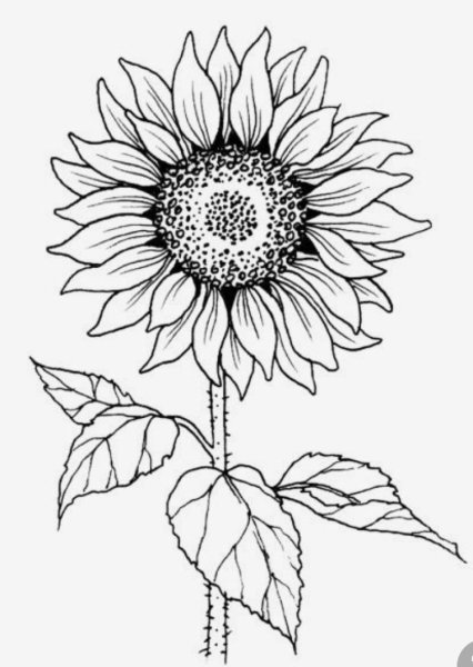Раскраска цветы подсолнух