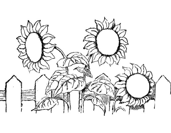 Подсолнух. Раскраска