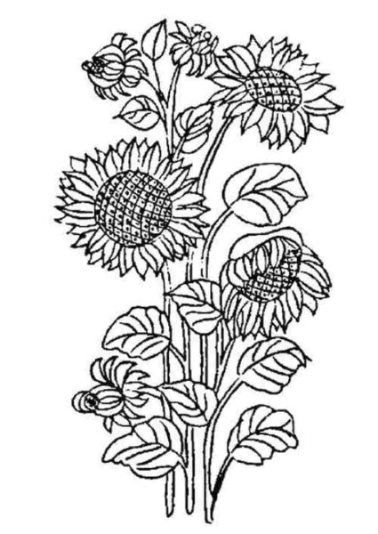 Поле подсолнухов раскраска
