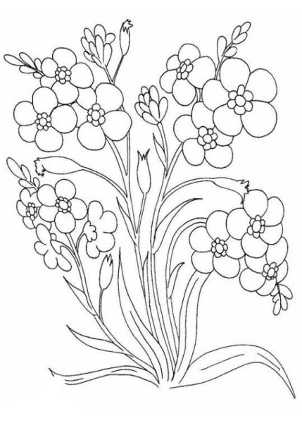 Незабудка цветок раскраска