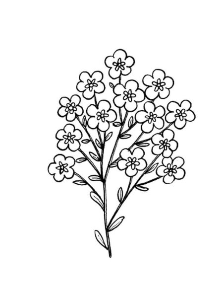 Незабудка раскраска для детей