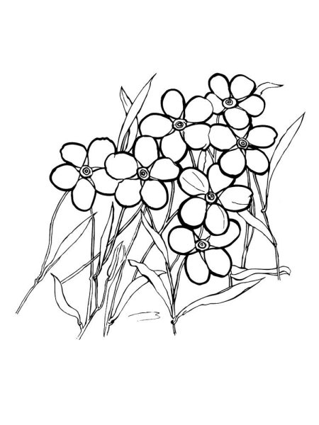 Незабудка раскраска