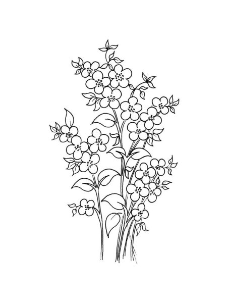 Незабудка цветок раскраска