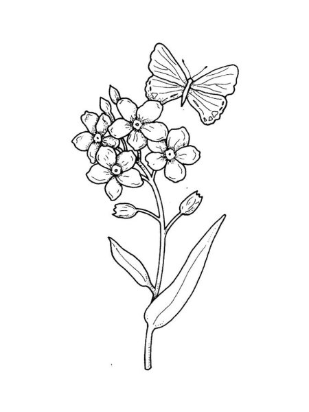 Незабудка цветок раскраска для детей