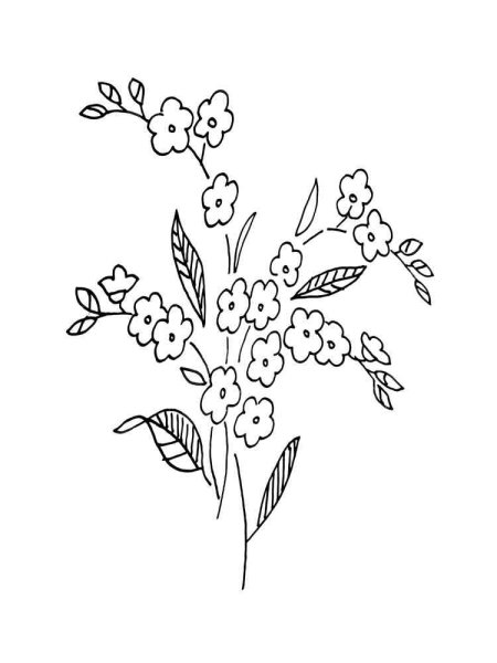 Незабудка цветок раскраска