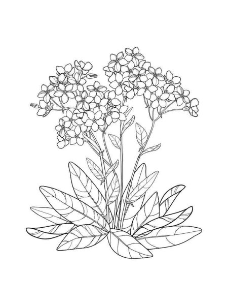 Раскраска цветок Незабудка для детей раскраска