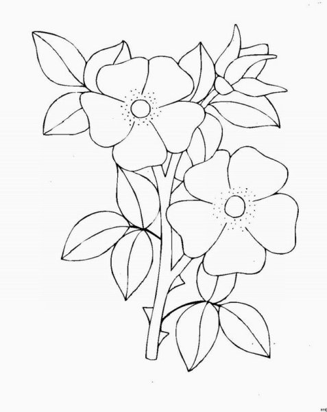 Флоксы раскраска для детей