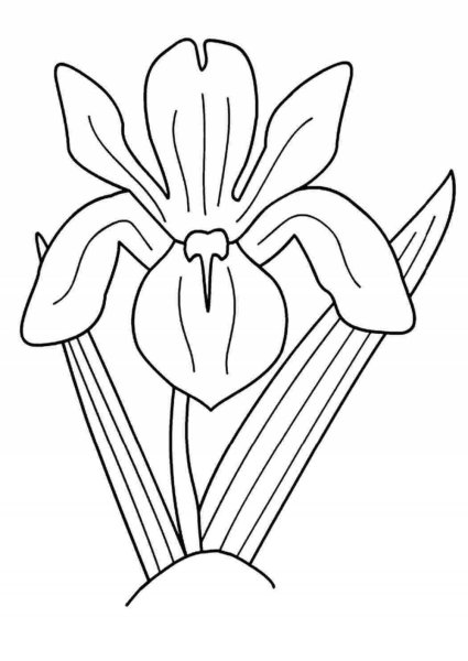 Раскраска ирисы для детей